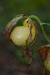 Kentuckey lady's slipper